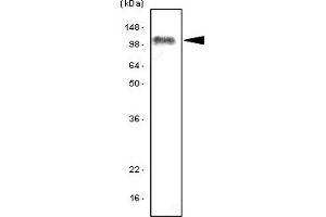 Western Blotting (WB) image for anti-Toll-Like Receptor 7 (TLR7) (AA 451-500) antibody (ABIN377249) (TLR7 antibody  (AA 451-500))