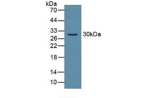 Western blot analysis of recombinant Mouse CA2. (CA2 antibody)