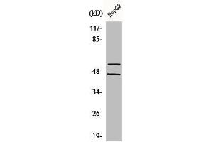 Western Blot analysis of HepG2 cells using Phospho-JNK1/2/3 (Y185) Polyclonal Antibody (MAPK8/MAPK9/MAPK1 (pTyr185) antibody)