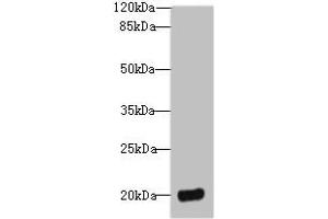 Western blot All lanes: DEFB129 antibody at 8 μg/mL + HL60 whole cell lysate Secondary Goat polyclonal to rabbit IgG at 1/10000 dilution Predicted band size: 21 kDa Observed band size: 21 kDa