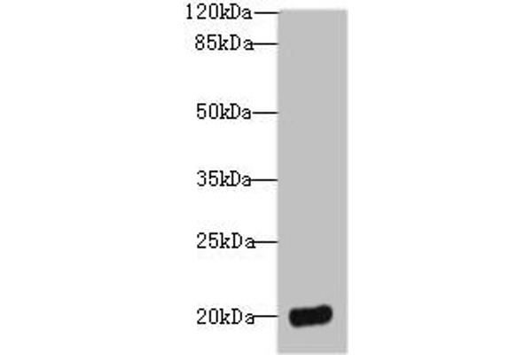 DEFB129 抗体  (AA 20-183)
