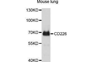 Western blot analysis of extracts of mouse lung, using CD226 antibody (ABIN4903182) at 1:1000 dilution. (CD226 antibody)