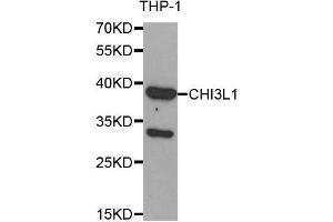 Western Blotting (WB) image for anti-Chitinase 3-Like 1 (Cartilage Glycoprotein-39) (CHI3L1) (AA 22-240) antibody (ABIN1679215) (CHI3L1 antibody  (AA 22-240))