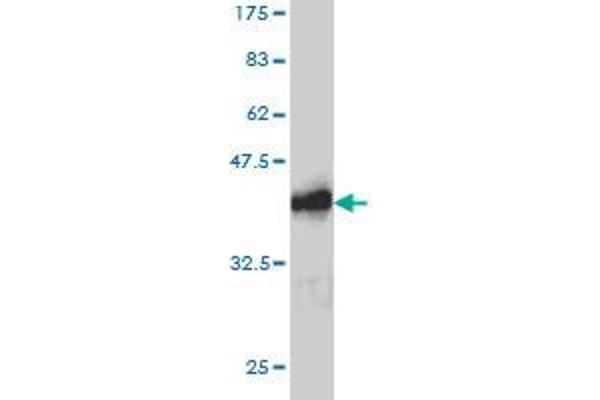 RAB26 antibody  (AA 157-254)
