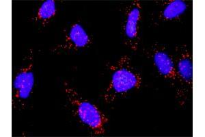 Proximity Ligation Analysis of protein-protein interactions between MAP3K14 and CHUK. (MAP3K14 antibody  (AA 1-947))
