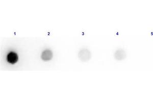 Dot Blot Results of Rabbit Anti-Trypsin Inhibitor Antibody Peroxidase Conjugated.
