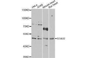 Western blot analysis of extracts of various cell lines, using STAU2 antibody (ABIN6289963) at 1:1000 dilution.
