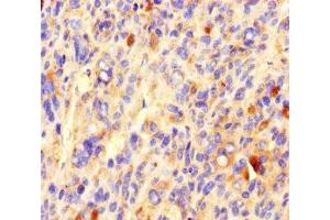 CCDC84 antibody  (AA 1-200)