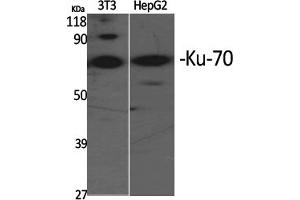 Western Blotting (WB) image for anti-X-Ray Repair Complementing Defective Repair in Chinese Hamster Cells 6 (XRCC6) (Ser5) antibody (ABIN5960007) (XRCC6 antibody  (Ser5))