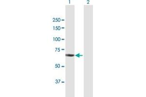 Western Blot analysis of CHAF1B expression in transfected 293T cell line by CHAF1B MaxPab polyclonal antibody.