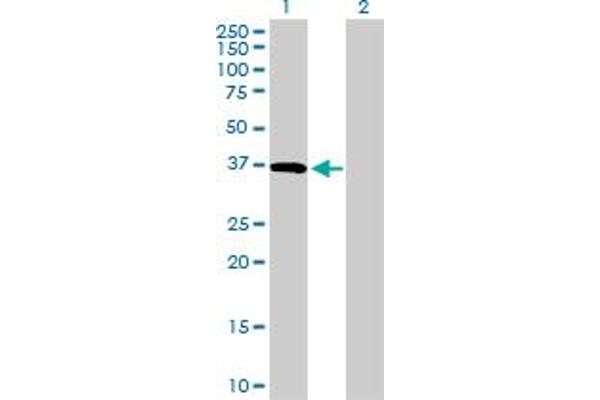 CD5L antibody  (AA 1-347)