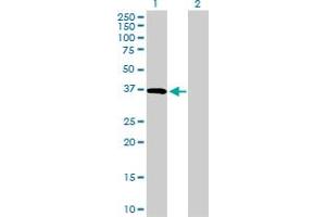 Western Blot analysis of CD5L expression in transfected 293T cell line by CD5L MaxPab polyclonal antibody.