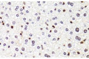 Immunohistochemistry of paraffin-embedded Mouse liver using POLR2B Polyclonal Antibody at dilution of 1:100 (40x lens). (POLR2B antibody)