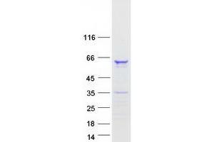 Validation with Western Blot (FAM90A1 Protein (Myc-DYKDDDDK Tag))