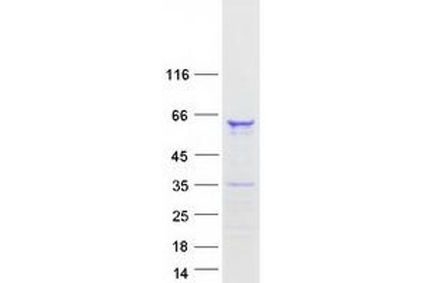 FAM90A1 Protein (Myc-DYKDDDDK Tag)