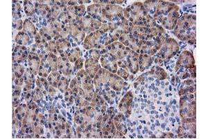 Immunohistochemical staining of paraffin-embedded Human pancreas tissue using anti-KCTD14 mouse monoclonal antibody. (KCTD14 antibody)