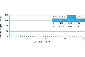 Protein Array (PAr) image for anti-Receptor (G Protein-Coupled) Activity Modifying Protein 3 (RAMP3) antibody (ABIN7456033) (RAMP3 antibody)