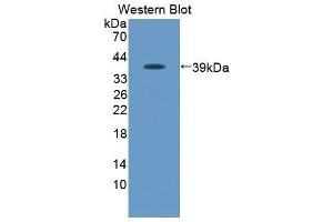 Western Blotting (WB) image for anti-Chemokine (C-C Motif) Ligand 19 (CCL19) (AA 159-258) antibody (ABIN3209351) (CCL19 antibody  (AA 159-258))