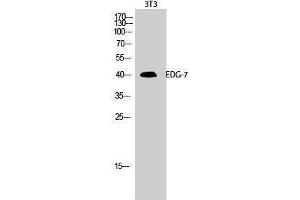 Western Blotting (WB) image for anti-Lysophosphatidic Acid Receptor 3 (LPAR3) (C-Term) antibody (ABIN3174876) (LPAR3 antibody  (C-Term))