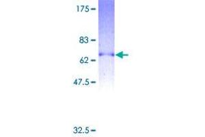 P2RY2 Protein (AA 1-377) (GST tag)