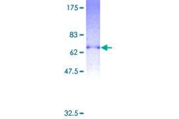 P2RY2 Protein (AA 1-377) (GST tag)