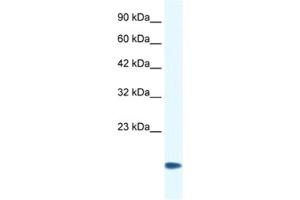 Western Blotting (WB) image for anti-Cysteine and Glycine-Rich Protein 3 (CSRP3) antibody (ABIN2460883) (CSRP3 antibody)
