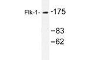Western blot analysis of Flk-1 antibody in extracts from HepG2 cells. (VEGFR2/CD309 antibody)