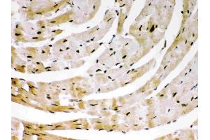 Anti-SIRT6Picoband antibody, (ABIN3043435), IHC(P)IHC(P): Mouse Cardiac Muscle Tissue (SIRT6 antibody  (AA 14-180))