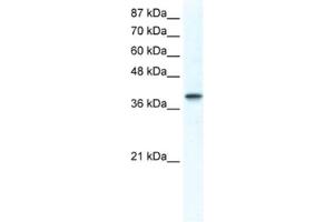 Western Blotting (WB) image for anti-Transcription Factor AP-4 (Activating Enhancer Binding Protein 4) (TFAP4) antibody (ABIN2461526) (TFAP4 antibody)