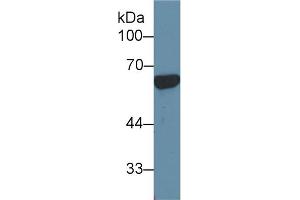 Western Blotting (WB) image for anti-Apolipoprotein H (Beta-2-Glycoprotein I) (APOH) (AA 21-345) antibody (ABIN7431614)
