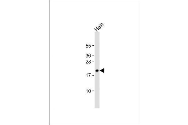 TMEM97 antibody  (N-Term)