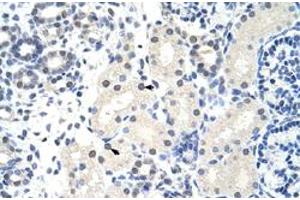 Immunohistochemical staining (Formalin-fixed paraffin-embedded sections) of human kidney with FOXG1 polyclonal antibody  at 4-8 ug/mL working concentration. (FOXG1 antibody  (N-Term))