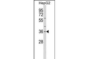 Western blot analysis of IL1A Antibody (Center) (ABIN652257 and ABIN2841071) in HepG2 cell line lysates (35 μg/lane).