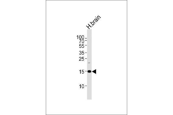 SPRN anticorps  (C-Term)