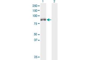 KIF9 antibody  (AA 691-789)