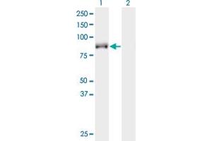 Western Blot analysis of KIF9 expression in transfected 293T cell line by KIF9 monoclonal antibody (M07), clone 4E9. (KIF9 antibody  (AA 691-789))