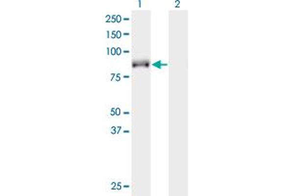 KIF9 antibody  (AA 691-789)