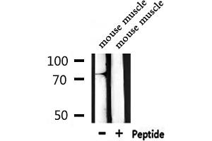 Western blot analysis of extracts from mouse muscle, using A-Myb Antibody. (MYBL1 antibody  (Internal Region))