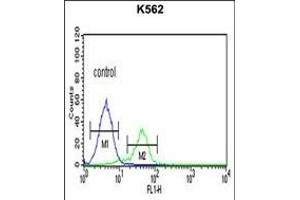 TR Antibody (C-term) 6545b flow cytometric analysis of K562 cells (right histogram) compared to a negative control cell (left histogram). (CD40 Ligand antibody  (C-Term))