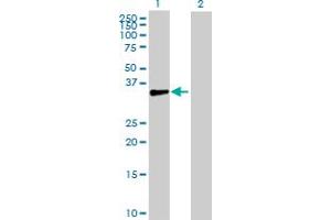 Western Blot analysis of DBC1 expression in transfected 293T cell line by DBC1 MaxPab polyclonal antibody. (DBC1 antibody  (AA 1-320))