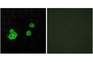 Immunofluorescence analysis of MCF7 cells, using PEA15 Antibody. (PEA15 antibody  (AA 61-110))