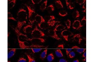 Confocal immunofluorescence analysis of U2OS cells using OCIAD1 Polyclonal Antibody at dilution of 1:100. (OCIAD1 antibody)