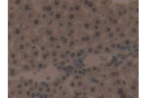 Detection of IRF2 in Mouse Liver Tissue using Polyclonal Antibody to Interferon Regulatory Factor 2 (IRF2) (IRF2 antibody  (AA 1-349))
