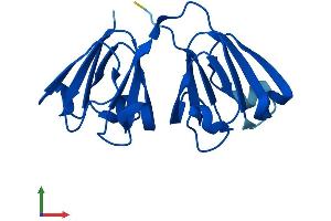 AlphaFold protein structure predicition of Mouse Recombinant Crygf Protein, UniprotID Q9CXV3 (CRYGF Protein (AA 1-174) (His tag))