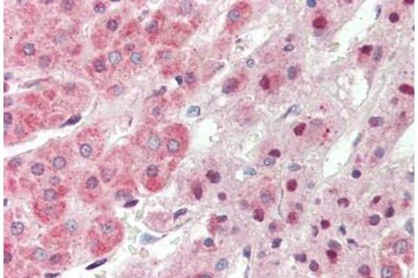 TRIM6 antibody  (AA 144-193)