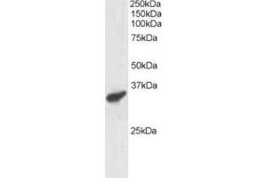 Western Blotting (WB) image for anti-Polycomb Group Ring Finger 3 (PCGF3) (C-Term) antibody (ABIN2466214) (PCGF3 antibody  (C-Term))