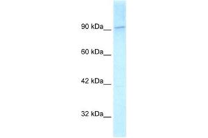 Human HeLa; WB Suggested Anti-KIF1C Antibody Titration: 2.
