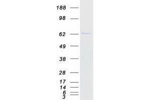Western Blotting (WB) image for UBX Domain Protein 4 (UBXN4) protein (Myc-DYKDDDDK Tag) (ABIN2734941)