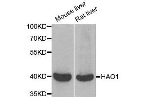 Western blot analysis of extracts of mouse liver and rat liver cell lines, using HAO1 antibody. (HAO1 antibody)