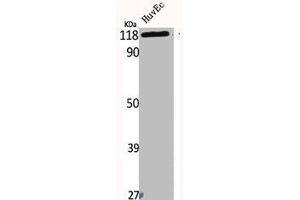 Western Blot analysis of HuvEc cells using Bek Polyclonal Antibody (FGFR2 antibody  (Internal Region))